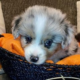 Miniature Australian Shepherd Puppies from Arch Hill Mini Aussies