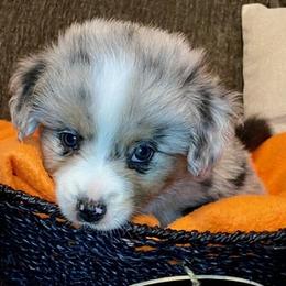 Miniature Australian Shepherd Puppies from Arch Hill Mini Aussies