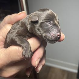 Boy 1 - Liver male Miniature Schnauzer puppy in Pensacola, Florida from Reservoir Dogs