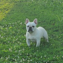 Simon - French Bulldog