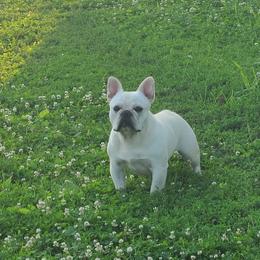 Simon - French Bulldog