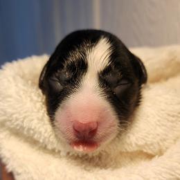 Brindle Point Girl 1 - Black and white female Cardigan Welsh Corgi puppy in Winston, Oregon from There and Back Again Corgis