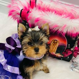 Yorkshire Terrier Puppies from Green Mountain Designer Yorkies