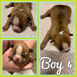 Fawn Male 4 - Fawn male Boston Terrier puppy in Mc Donough, Georgia from Ballard Boston Terriers