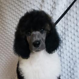 Neptune - Brindle Parti Girl - Poodle puppy from Blue Moon Standard Poodles