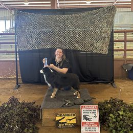 Miniature Australian Shepherd and Toy Australian Shepherd All Grown Up from Bar C Toy & Mini Aussies