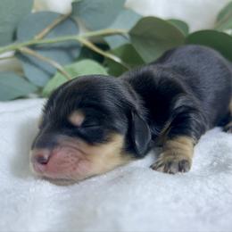 Black and Cream - Black and cream male Dachshund puppy in Nampa, Idaho from Long_and_Low_Dachshunds