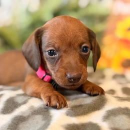 Winnie - Red female Dachshund puppy in Lynn, Indiana from StorSma Farms