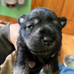 Girl 4 - Salt and pepper female Miniature Schnauzer puppy in Newfane, New York from Vaquera Miniature Schnauzers