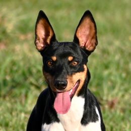 Easy - Rat Terrier