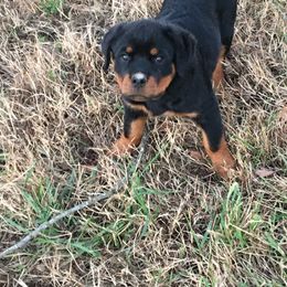 Rottweiler All Grown Up from Sweetgum Farm