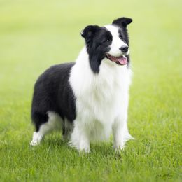 Arrow - Black and white male Border Collie puppy in Wildwood, Florida from Isle Breez Border Collies