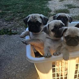 Pugs from Lil'Farm Pugs