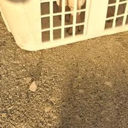 Pugs from Lil'Farm Pugs