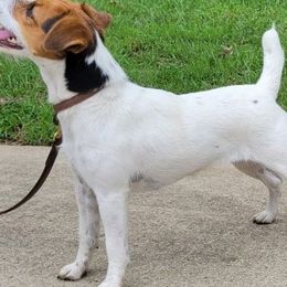 Jack Russell Terrier puppies from Shepherd Park Kennels