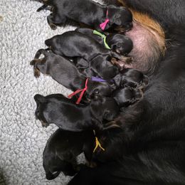 Girl 2 - Black and tan female Rottweiler puppy in Stanton, Kentucky from Vom Hause Alistair