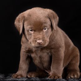 Labrador Retriever Puppies from Southtown Retrievers