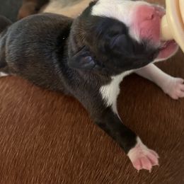 Boy 3 - Brindle male Boxer puppy in Plainwell, Michigan from Hope's Beautiful Boxers