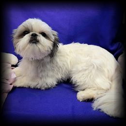 Bella - Shih Tzu