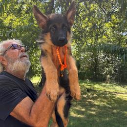 Male ( orange color ) - Black and red male German Shepherd puppy in Dallas, Texas from Sam's Highest Quality Shepherds