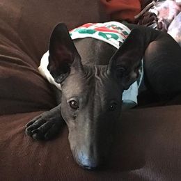 Chihuahuas from Blanch-O Kennels