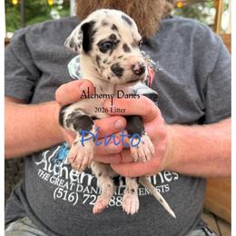 Pinto - Harlequin male Great Dane puppy in Medford, New York from Alchemy Danes