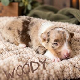 Woody - Red merle male Border Collie puppy in Sanger, California from Flying M Cactus Ranch Buddies