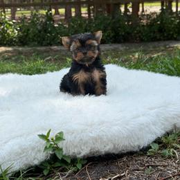 Tiny Gucci - Black and gold male Yorkshire Terrier puppy in North Naples, Florida from Moon Ranch Puppies
