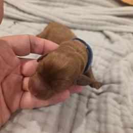 Blue - Red male Labradoodle puppy in Commerce City, Colorado from Playful Paws Labradoodles