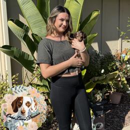 Dachshund Puppies from One love doxies
