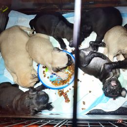 Pug Puppies from Hatfield Pugs