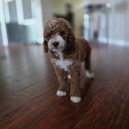 Juliette - Red  female Goldendoodle puppy in Tarpon Springs, Florida from Macis Golden Doodles