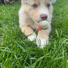 Miniature Australian Shepherd and Toy Australian Shepherd Puppies from Bit O' Bliss Farm LLC