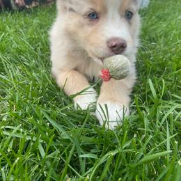 Miniature Australian Shepherd and Toy Australian Shepherd Puppies from Bit O' Bliss Farm LLC