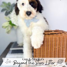 Cosmo - Sable male Goldendoodle puppy in Anderson, South Carolina from Brinkerhoff Doodle Farm