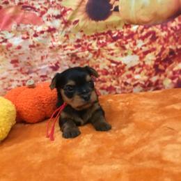 Red 1 - Black and tan male Yorkshire Terrier puppy in Lincolnton Ga, Georgia from Mary Yorkies in Ga