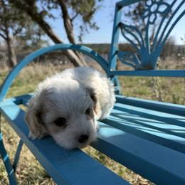 Teddy - Apricot and white male Cavachon puppy in Kerrville, Texas from Blount pups