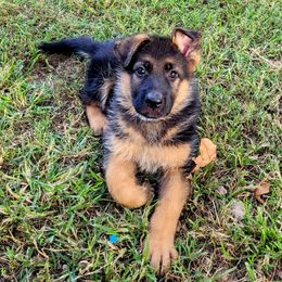 Boy 2 - Black and red German Shepherd puppy in Noel, Missouri from Wondar Shepherds