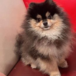 Pomeranians from Seven Seven Pomeranians