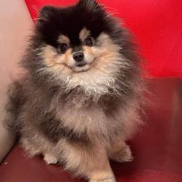 Pomeranians from Seven Seven Pomeranians