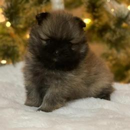 Teddy AKC Boy - Orange sable male Pomeranian puppy in Las Vegas, Nevada from POM SOCIETY