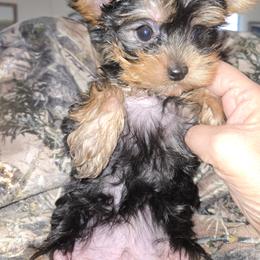 Yorkshire Terrier Puppies from Sandra KROEGER