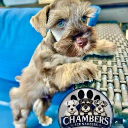 Jefferson - Liver male Miniature Schnauzer puppy in Canyon Lake, Texas from Chambers Schnauzers
