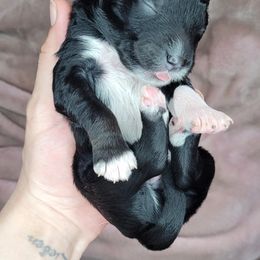 Boy 5 - Assorted Doodle Crosses puppy in Lane County, Oregon from Happy Little Tails