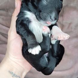 Boy 5 - Assorted Doodle Crosses puppy in Lane County, Oregon from Happy Little Tails