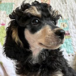 Blue collar - Phantom male Poodle puppy in Huntsville, Alabama from Heart Song Standard Poodles