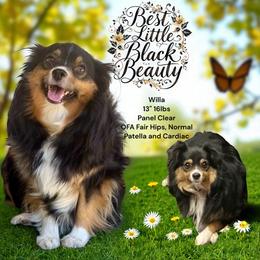 Best Little Black Beauty - Black tri female Miniature Australian Shepherd puppy in Granbury, Texas from Best Little Aussies
