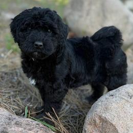 Poppy - Black female Goldendoodle puppy in Monument, Colorado from Colorado Dreamin Doodles