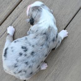SALLY MAY - Blue merle female Miniature American Shepherd puppy in Pasco, Washington from ROCK CREEK LABRADORS Pasco, WA