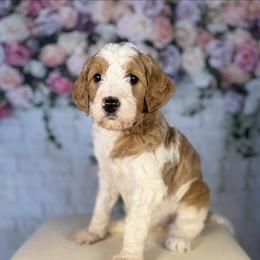 Connie - Parti female Goldendoodle puppy in Cedar Falls, Iowa from Northeast Iowa Doodles